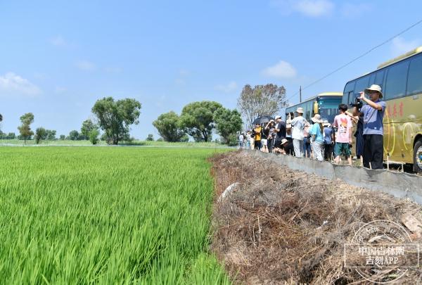 最新发现螃蟹，生态价值、研究意义及探索成果
