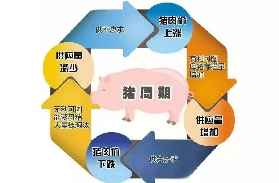 福建猪肉最新价格今日更新，科技引领生活，智能资讯一手掌握