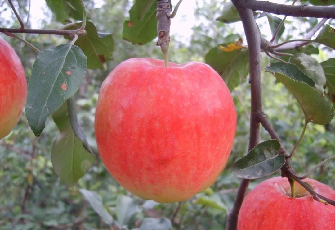 杨凌苹果新品种亮相，绿色健康果实引领潮流🍎🌱