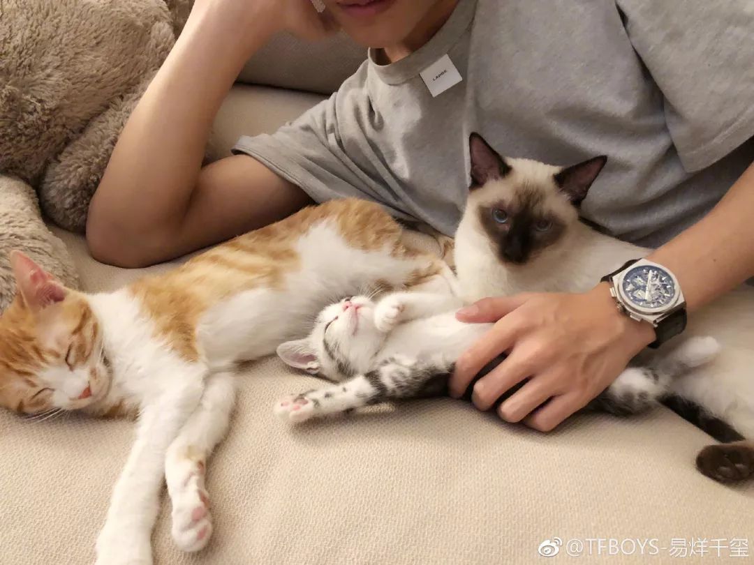 猫咪时尚穿搭大赏，自然美景中的旅行探索与时尚搭配