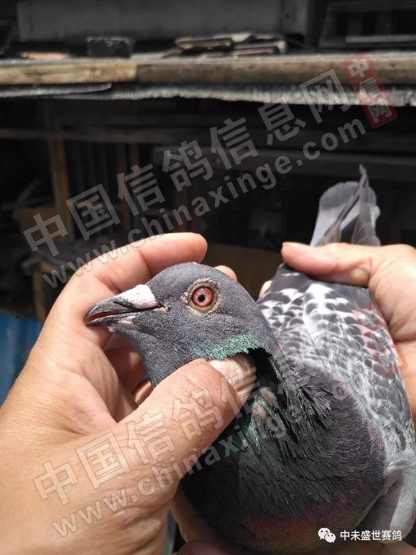 吴淞最新进展，掌握新技能或任务的详细步骤指南与最新动态解析