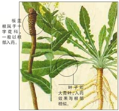 板蓝根脱销现象揭秘，科技革新引领新时代来临