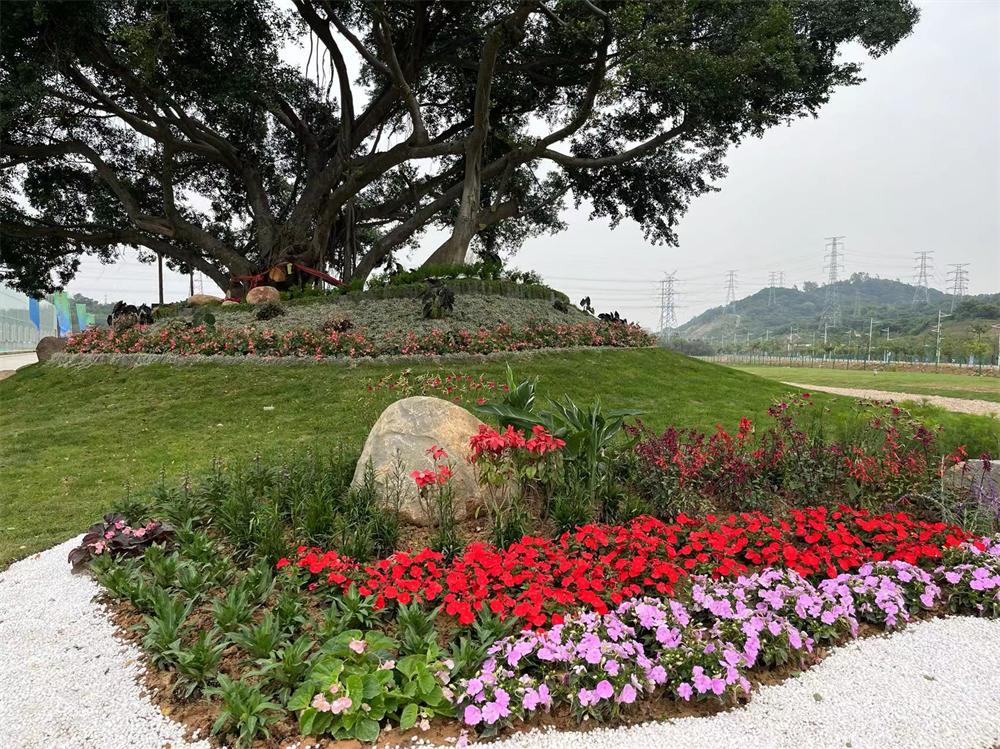 广州岭南花卉市场最新动态，花的盛宴与友情的交织
