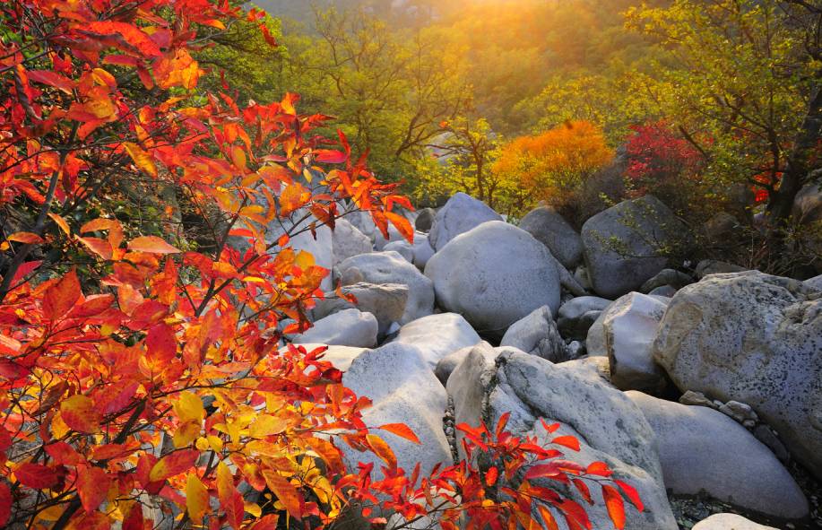 崂山红叶最新动态，自然之旅探寻内心宁静与喜悦