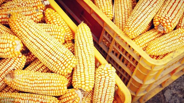 广西玉米最新价格走势及分析，市场趋势与相关观点阐述