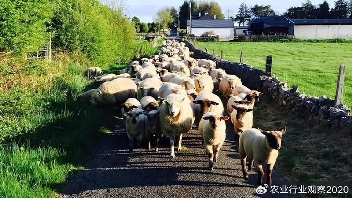 农牧行业最新动态，深度观点阐述与分析