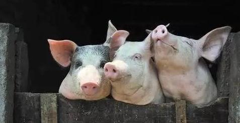 全国最新猪肉价格走势分析，洞悉市场动态！