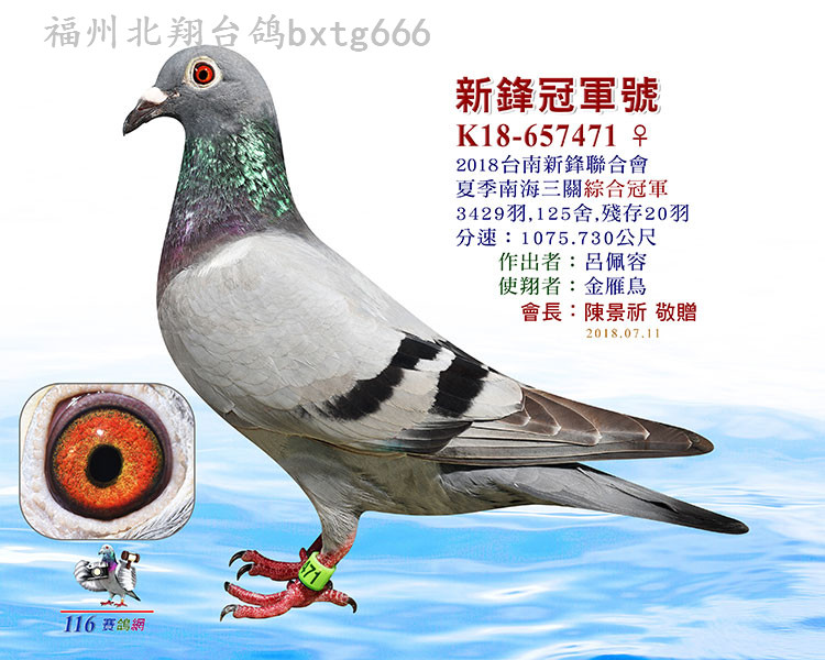 最新台鸽网一口价专区，轻松选购心仪鸽鸟