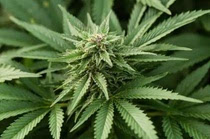 爬山虎英菲克最新密码的观点论述