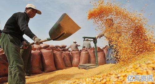 辽宁玉米最新价格揭秘，背后的温馨故事浮出水面