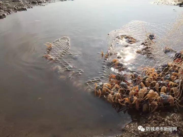 山西鸡蛋最新价格探秘，小巷鲜味背后的市场秘密