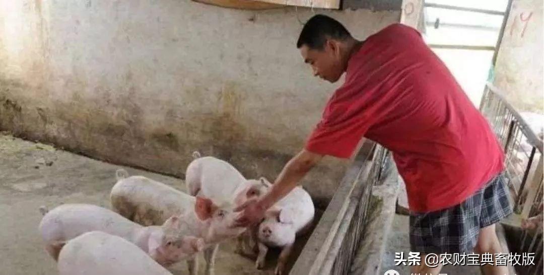 河南最新生猪价格及绿色之旅寻找内心平静之旅