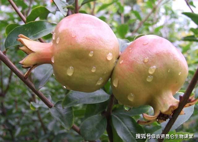 草榴最新进展，从科学研究到实际应用的全貌解析