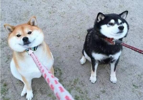 柴犬币最新动态，背景、进展与时代中的独特地位