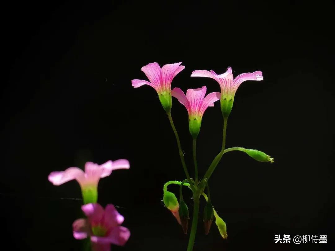 三叶草最新男款，引领时尚潮流的标杆